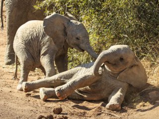 Бързи факти Слончета близнаци се родиха в КенияЖена роди 5 двойки