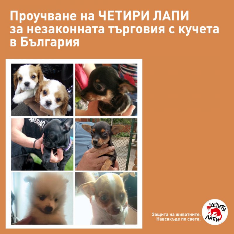 Проучване на ЧЕТИРИ ЛАПИ за незаконната търговия с кучета в