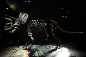 Най-съвършеният в света скелет на динозавър