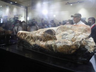 Палеонтолози откриха черепа на свиреп морски хищник древен предшественик на