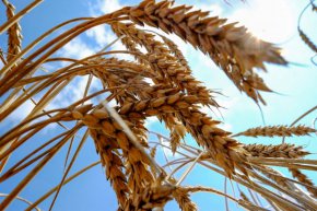 Украйна е основен производител и износител на зърно в световен мащаб 