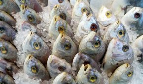 Около 30 % от британската бяла риба е с произход от Русия, която контролира между 40 и 45 % от световното предлагане, според браншовата организация Seafish.