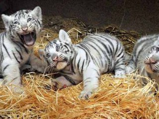 В Лима Перу 3 очарователни и редки бели тигърчета се