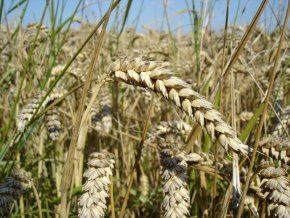 
"В момента България не е застрашена от продоволствена криза. По отношение на зърното има достатъчно количество. Надявам се да има и за износ към нуждаещи страни и съответно нашите зърнопроизводители да реализират приходите, които да покрият завишените им разходи от торове и препарати", коментира Иванов.