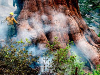 В Калифорния се разраства горският пожар заплашващ най малко 500 гигантски