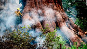 В Калифорния се разраства горският пожар, заплашващ най-малко 500 гигантски секвои в горичката Марипоса