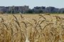 Пшенично поле край Мариупол в Донецка област, Украйна, на 15 юли. (AFP/Getty Images)