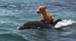 
Изглежда, че делфините са разбрали какво трябва да направят, за да запазят кучето живо и същевременно да привлекат вниманието на хората, които биха могли да им помогнат да го спасят от дълбоката вода.