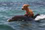 Делфин спаси куче