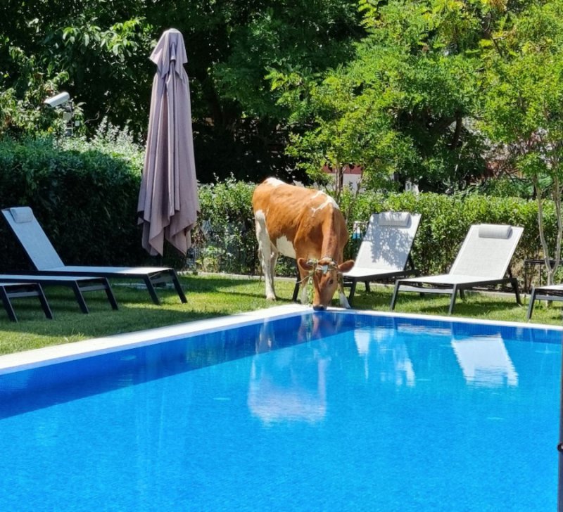 Крави нападат басейните в Слънчев бряг, където ходят на водопой,