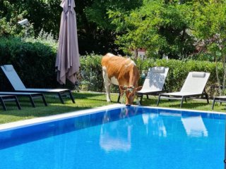 Крави пият вода от басейните на хотелите в Слънчев бряг