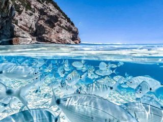 Рибена чорба морето на Сардиния Фото на деня