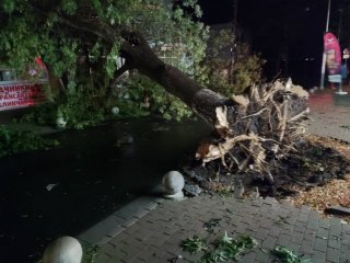 Мощна буря удари Бургаско Паднали дървета съборени къщи и яхти