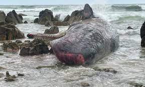 Учените предполагат, че загиналите на остров Тасмания са били част от "ергенско стадо" от млади мъжки китове