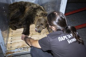  На 20 септември мечката Ива пристигна в новия си дом – Парк за мечки Белица, след трансфер от Скопие.
