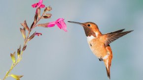 
Според "БърдЛайф" съществуват решения за намаляване на заплахата над биоразнообразието. Сред тях са възстановяването на хабитатите и законодателен натиск за по-добра защита на птиците.