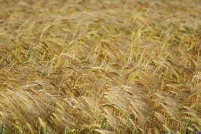 
Тази година реколтата от пшеница се очаква да достигне 100 милиона тона.