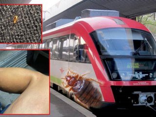 Лоша хигиена и нашествие на дървеници във влаковете на БДЖ