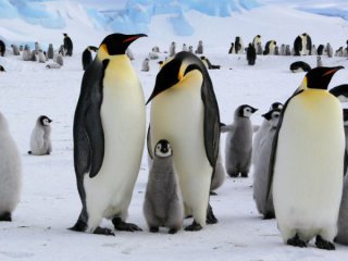 Тъй като антарктическите императорски пингвини са все по застрашени от климатичната