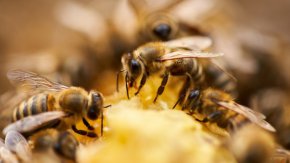 Пчелите обичат да си играят: Проучване 