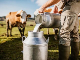 Фермерите у нас отказват да отглеждат животни за мляко особено