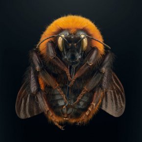 Тази снимка на гигантския патагонски бръмбар е една от любимите на Бис в серията. Фокусирайки се върху долната страна, той показва области от насекомото, които хората обикновено не виждат. "Това е необичаен образ, който изправя зрителя пред себе си", казва той. Популациите на пчелите, които произхождат от южната част на Южна Америка, са намалели рязко, откакто фермерите са въвели опитомени европейски черни пчели, за да подпомагат опрашването на културите. Левон Бис/Американски природонаучен музей