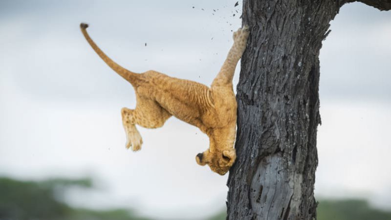 Снимка на 3-месечно лъвче, падащо от дърво, е обявена за