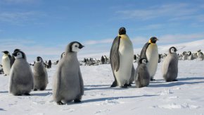  Изследователите стигат до заключението, че прилагането на допълнителен слой от икономически ефективни стратегии, които те излагат в проучването, може да спаси до 84% от уязвимото биологично разнообразие на Антарктида.
