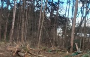 
 Кметът на София Йорданка Фандъкова съобщи, че собственикът на къпалнята „Мария Луиза“ в Борисовата градина, която не работи от 2005 г. и се руши, ще бъде глобен за унищожаването на 20 дървета на територията на комплекса
