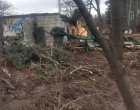 Отрязани дървета в Борисовата градина