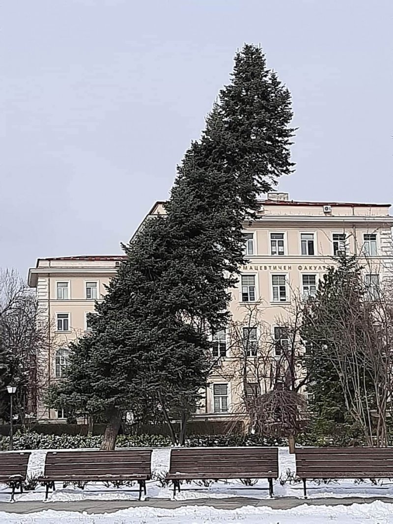 Наклоненото СФ дърво: алтернатива на кулата в Пиза Снимка: Георги