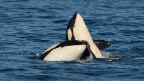 Експерти установиха, че женските китове намаляват вероятността да имат повече потомство, като се грижат за възрастните си синове.