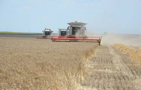 Според Илия Проданов, председател на Съюза на зърнопроизводителите "Маркели" - Карнобат, съществува липса на пазар и реализация на продукцията.