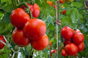 
Както още вчера „Хоризонт“ съобщи, през следващия месец цените на доматите ще скочат с още между 10 и 15 процента, докато българското оранжерийно производство излезе масово на пазара.