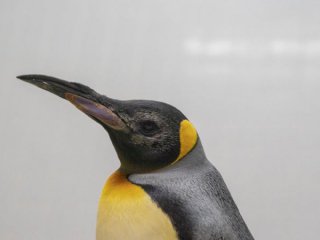 Три възрастни кралски пингвина са били снабдени с лещи за