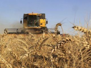 Българските зърнопроизводители са подложени на засилващ се натиск от интензивния
