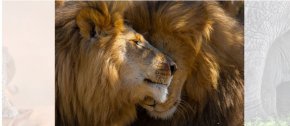 Лъвовете са част от "Голямата петорка" - термин, използван за първи път от колониалните ловци на трофеи в Африка, за да опишат най-трудните за отстрелване и убиване животни. Но те са включени и в "Новата Голяма петорка" - инициатива, която прославя животните, които хората най-много искат да видят снимани, и повишава осведомеността за заплахите за дивата природа. По данни на WWF днес са останали около 20 000 лъва, което е по-малко от 200 000 преди един век.