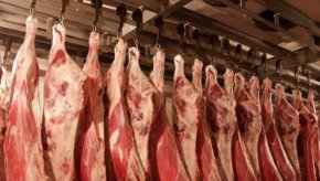 
Другото охладено агнешк омесо на нашия пазар е с произход Хърватия, има и замразено месо с произход Нова Зеландия.