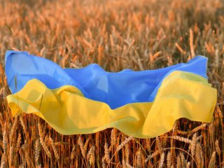 Служебното правителство незабавно да спре вноса на украинско зърно слънчоглед