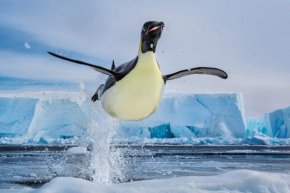 

"100 за океана" е основана от фотографите Пол Никлен, Кристина Митермайер и Чейс Терон. Проектът представлява сътрудничество между 100 известни фотографи за набиране на средства за опазване на океаните. Тази снимка на Никлен показва императорски пингвин, който се измъква от ледените води на Антарктида. "Това, че общностите се обединяват по този начин, всички с цел добро, за да подсилят и подпомогнат развитието на други организации, е нещо наистина красиво", казва Никлен в съобщение за пресата. Пол Никлен/100 за океан