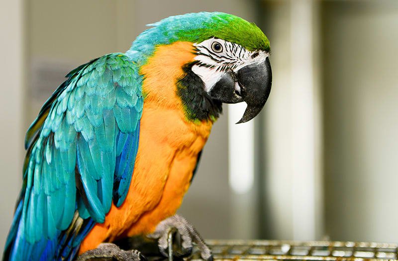 Изневярата на виетнамец е разкрита от говорещ папагал, който станал