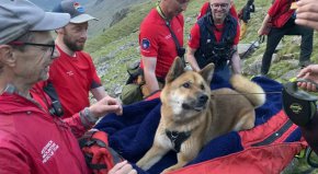 Спасителен екип от 13 души е спасил "ранено и изтощено" куче от най-високата планина в Англия в операция, продължила повече от четири часа.