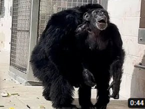 Ванила, 28-годишно шимпанзе