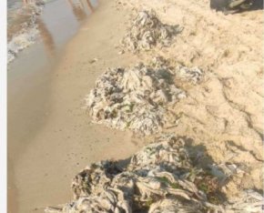 Тонове използвани мокри кърпички изхвърли морето