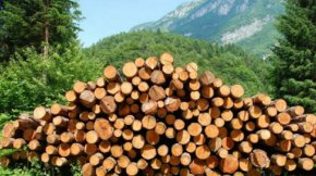 Депутатите приеха на първо четене промени в Закона за горите, с които се облекчава процедурата за покупка на дървесина от общински и държавни горски територии