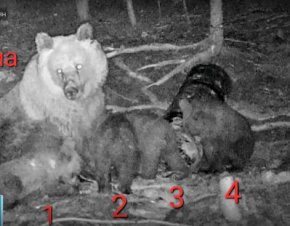 Кафява мечка роди 4 малки мечета в Родопите