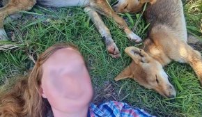Органите за защита на дивата природа в Куинсланд заявиха, че този турист, който позира за селфи с кученца динго, е имал късмет, че майка им не е била наблизо.