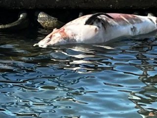 Тялото на мъртъв делфин изплува до брега край Поморие Морският
