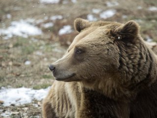 Открита е мъртва мечка в района на Доспат след сигнал