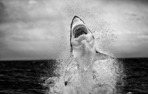 "Въздушни челюсти", заснета през юни 2001 г. , се смята за изображението, което поставя началото на кариерата на Крис Фалоус като фотограф на дивата природа. Заснет е на Острова на тюлените край Кейптаун - известен с изобилието от тюлени - Фалоус казва, че това е най-доброто изображение на пробив на голяма бяла акула, което е снимал.